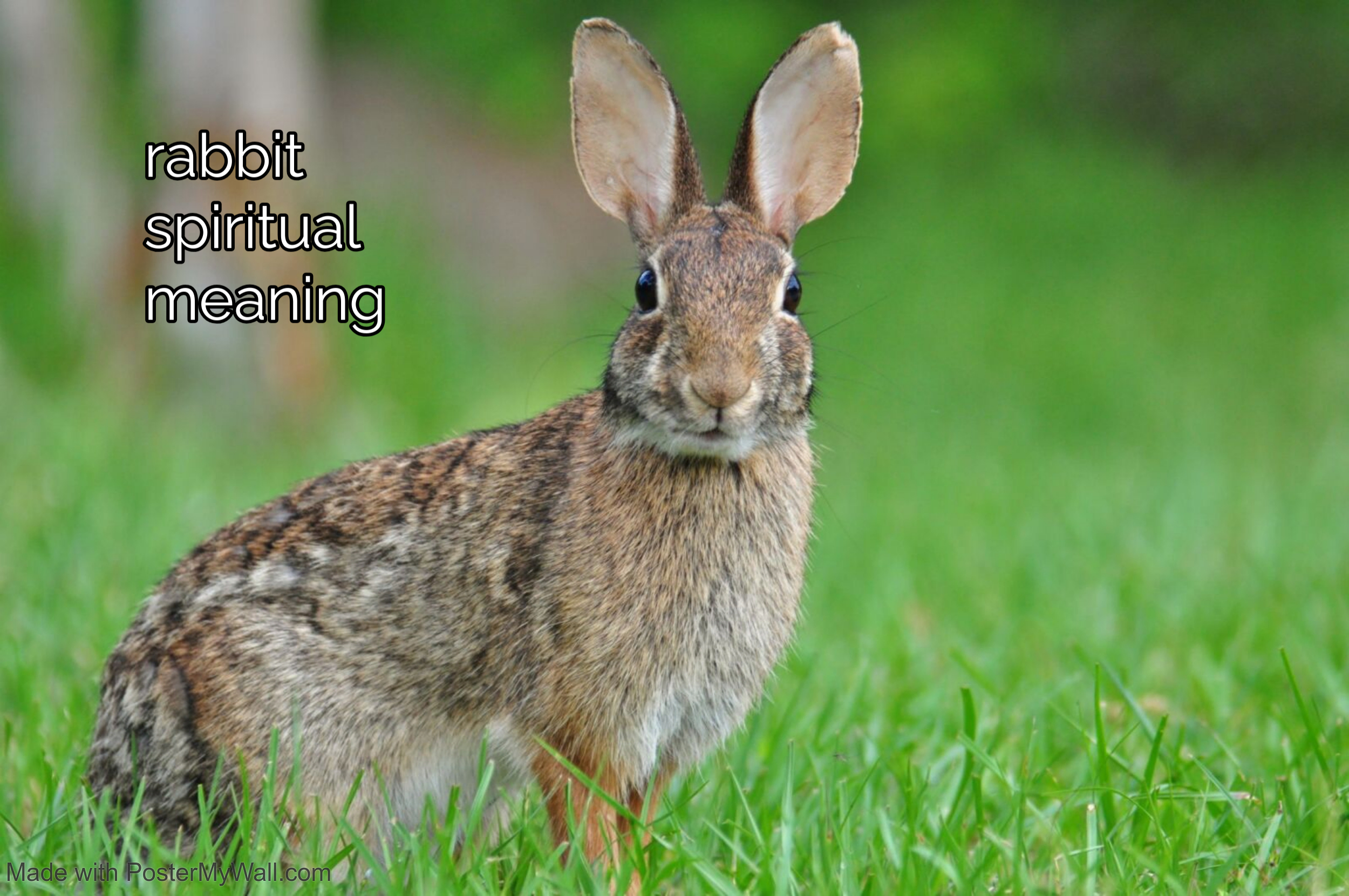 rabbit spiritual meaning